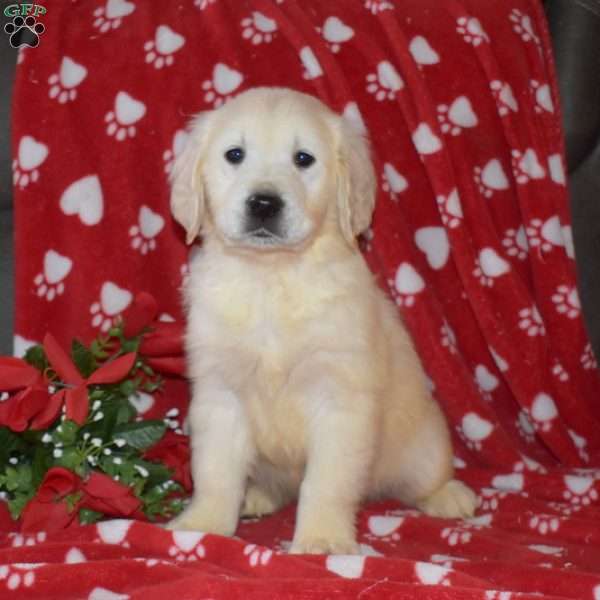 Scoops, English Cream Golden Retriever Puppy