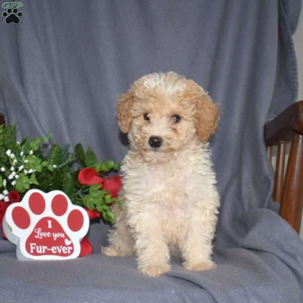 Scoops, Miniature Poodle Puppy