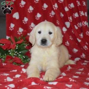 Scoops, English Cream Golden Retriever Puppy