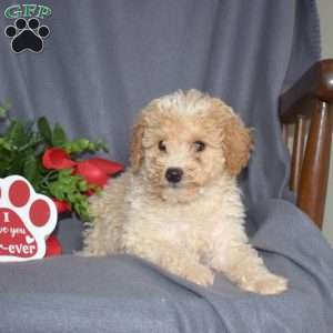 Scoops, Miniature Poodle Puppy