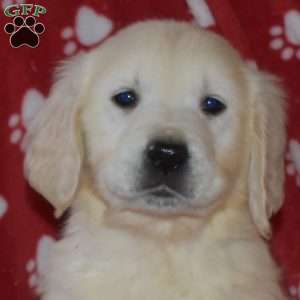 Scoops, English Cream Golden Retriever Puppy