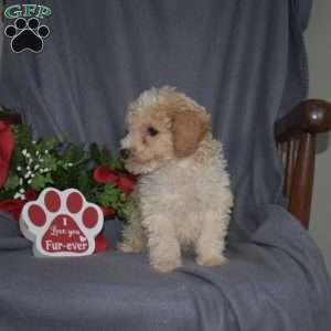 Scoops, Miniature Poodle Puppy