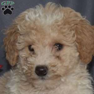 Scoops, Miniature Poodle Puppy