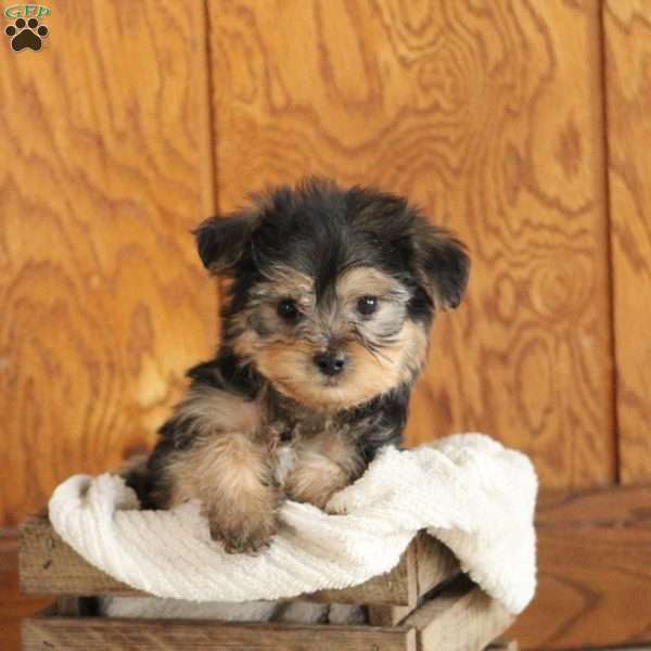 Scooter, Yorkie Poo Puppy