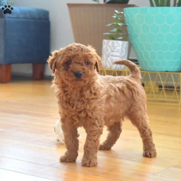 Scooter, Mini Labradoodle Puppy