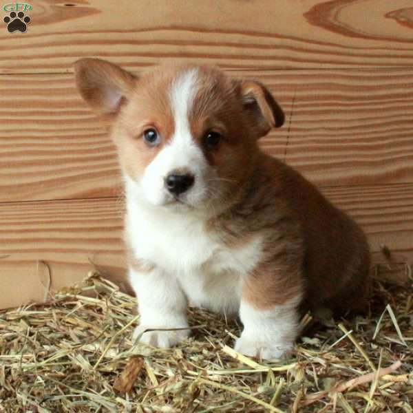 Scooter, Pembroke Welsh Corgi Puppy