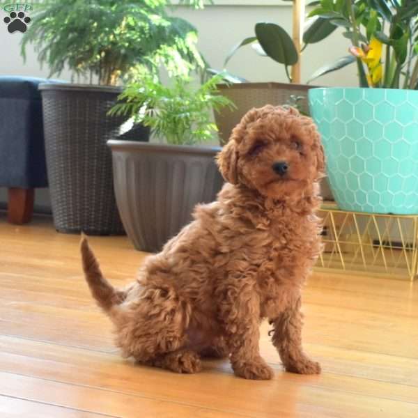 Scooter, Mini Labradoodle Puppy