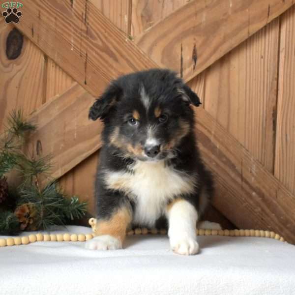 Scooter, Australian Shepherd Puppy