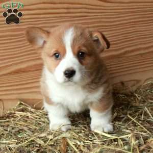 Scooter, Pembroke Welsh Corgi Puppy