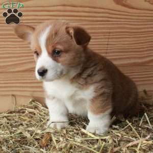 Scooter, Pembroke Welsh Corgi Puppy