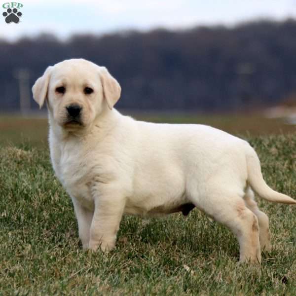 Scottie, Yellow Labrador Retriever Puppy