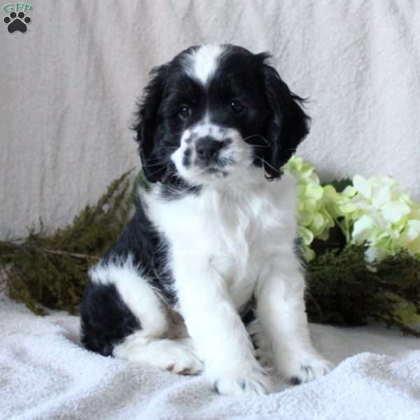 Scout, Cocker Spaniel Puppy