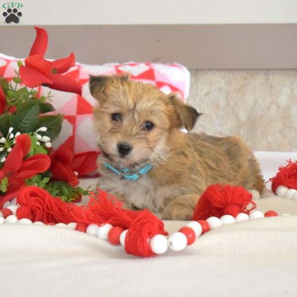 Scout, Yorkie-Chon Puppy