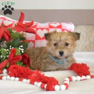 Scout, Yorkie-Chon Puppy