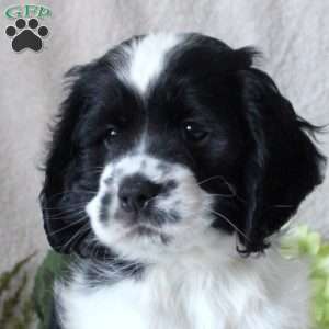 Scout, Cocker Spaniel Puppy