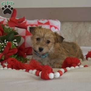 Scout, Yorkie-Chon Puppy