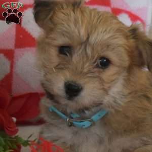 Scout, Yorkie-Chon Puppy