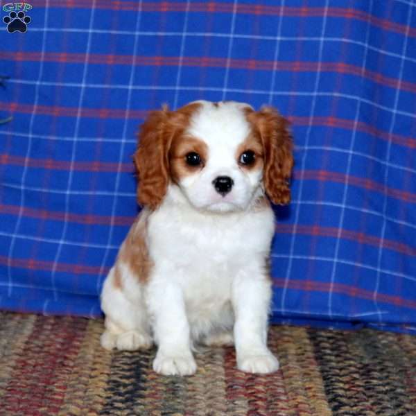 Scout, Cavalier King Charles Spaniel Puppy