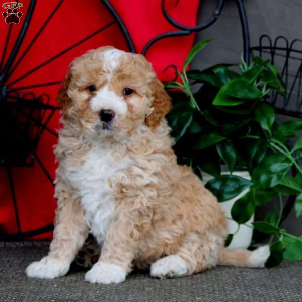 Scout, Mini Bernedoodle Puppy