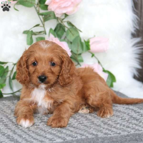 Scout-F1B, Cavapoo Puppy