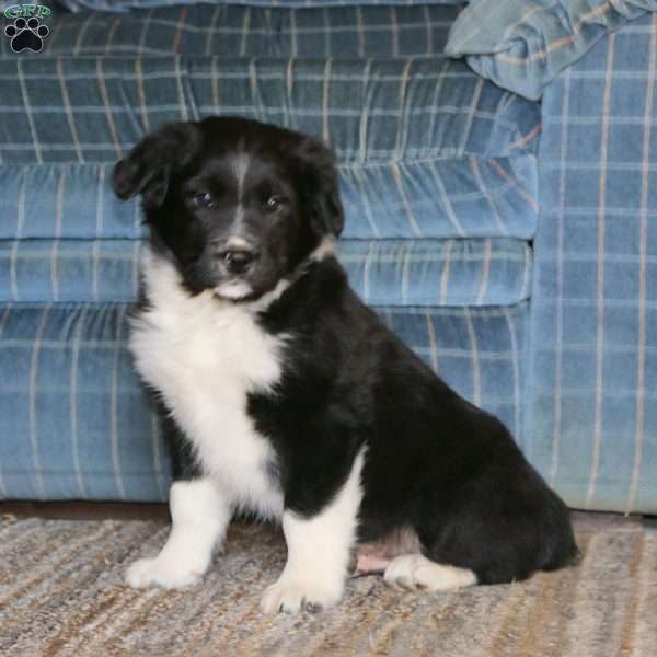 Scout, Border Collie Mix Puppy