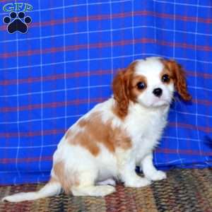 Scout, Cavalier King Charles Spaniel Puppy