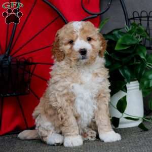 Scout, Mini Bernedoodle Puppy