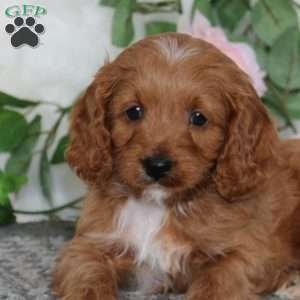 Scout-F1B, Cavapoo Puppy