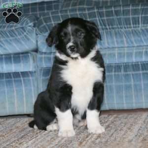 Scout, Border Collie Mix Puppy