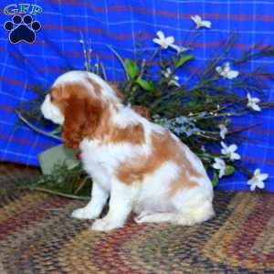 Scout, Cavalier King Charles Spaniel Puppy