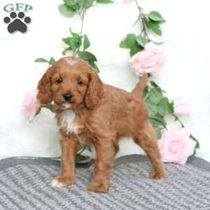 Scout-F1B, Cavapoo Puppy