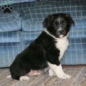 Scout, Border Collie Mix Puppy