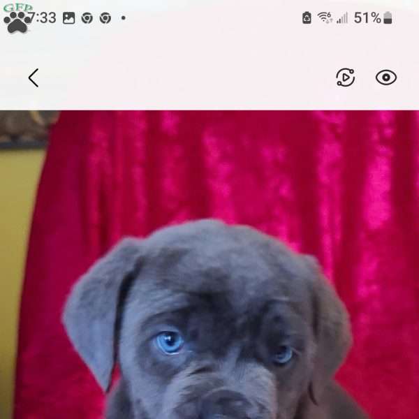 Joe, Cane Corso Puppy