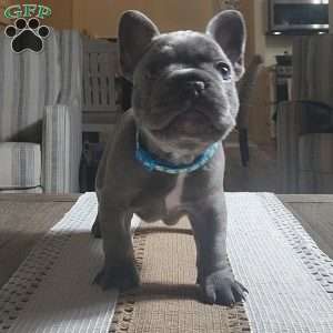 Freddy, French Bulldog Puppy