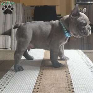 Freddy, French Bulldog Puppy