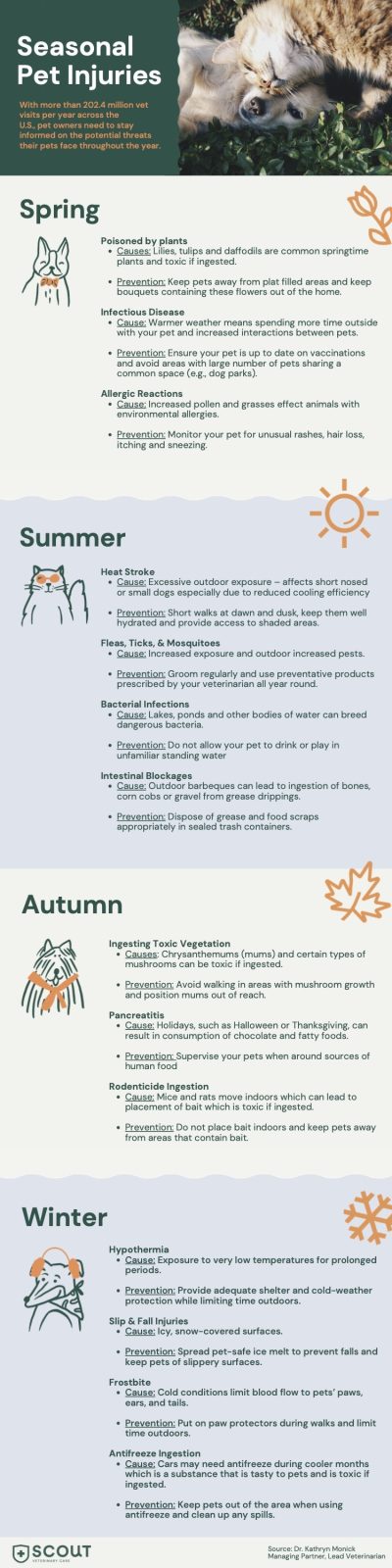 Seasonal Pet Injuries and Health Problems