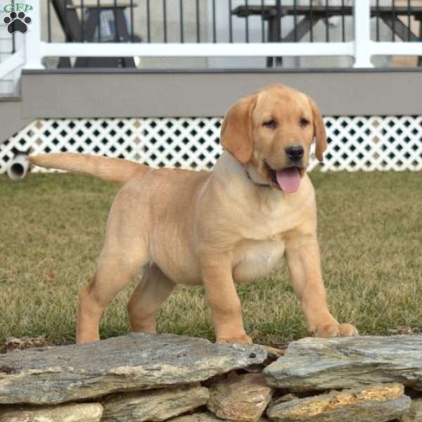 Sesame, Fox Red Labrador Retriever Puppy