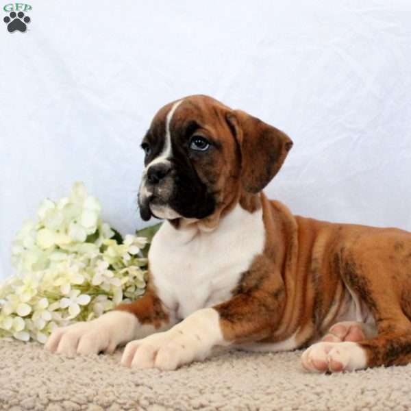 Seth, Boxer Puppy