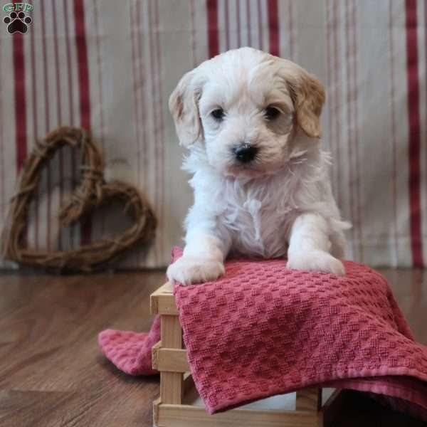 Seydora, Mini Goldendoodle Puppy