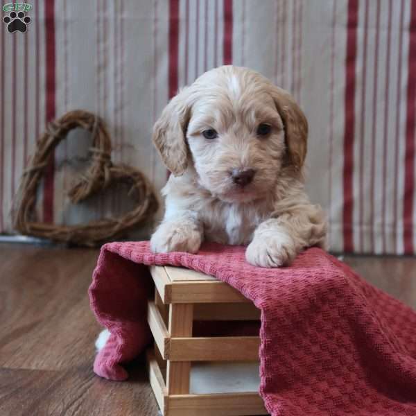 Seymor, Mini Goldendoodle Puppy