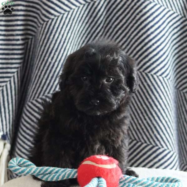 Shadow, Yorkie Poo Puppy