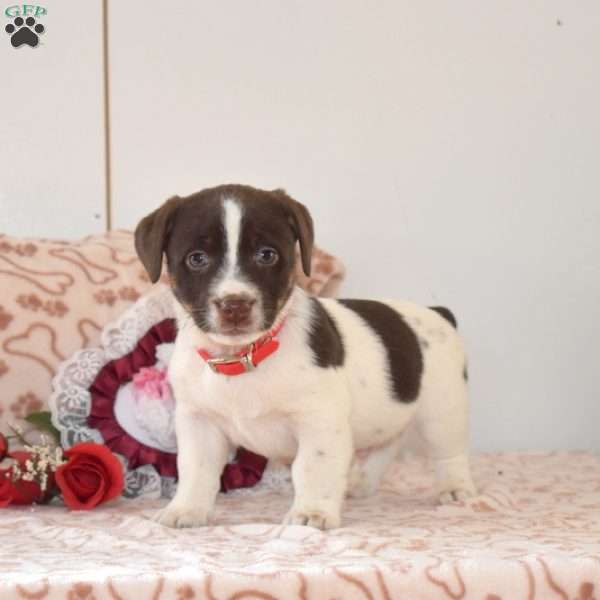 Shadow, Jack Russell Terrier Puppy