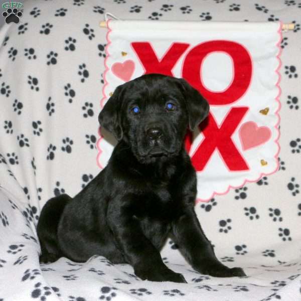 Shadow, Black Labrador Retriever Puppy