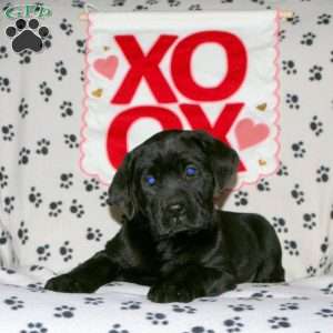 Shadow, Black Labrador Retriever Puppy