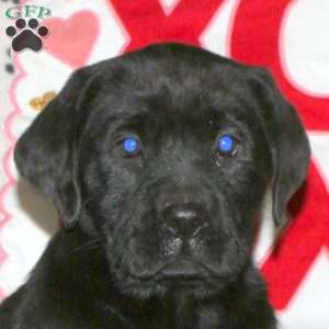 Shadow, Black Labrador Retriever Puppy