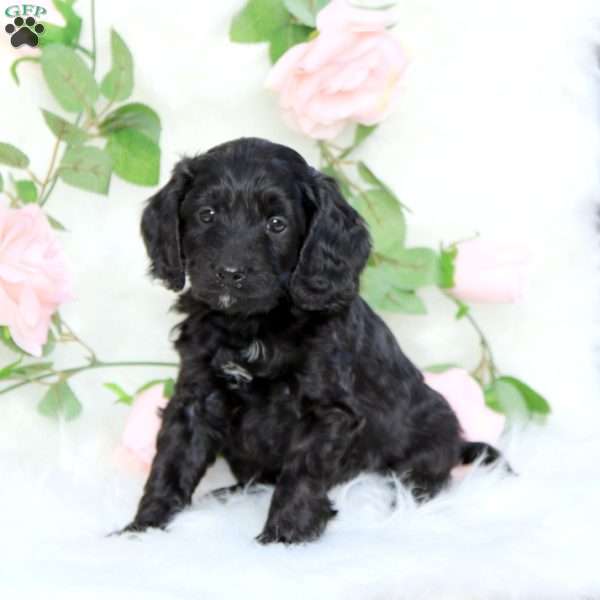 Shadow-F1B, Cavapoo Puppy