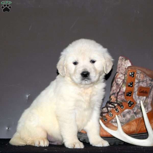 Shadrach, English Cream Golden Retriever Puppy