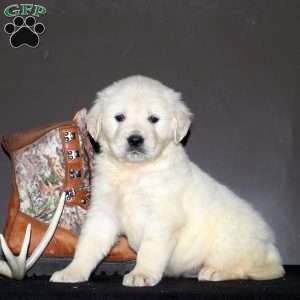 Shadrach, English Cream Golden Retriever Puppy