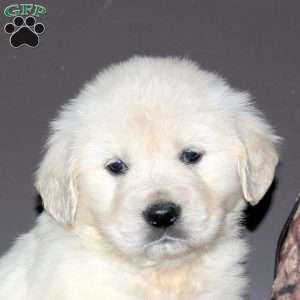 Shadrach, English Cream Golden Retriever Puppy