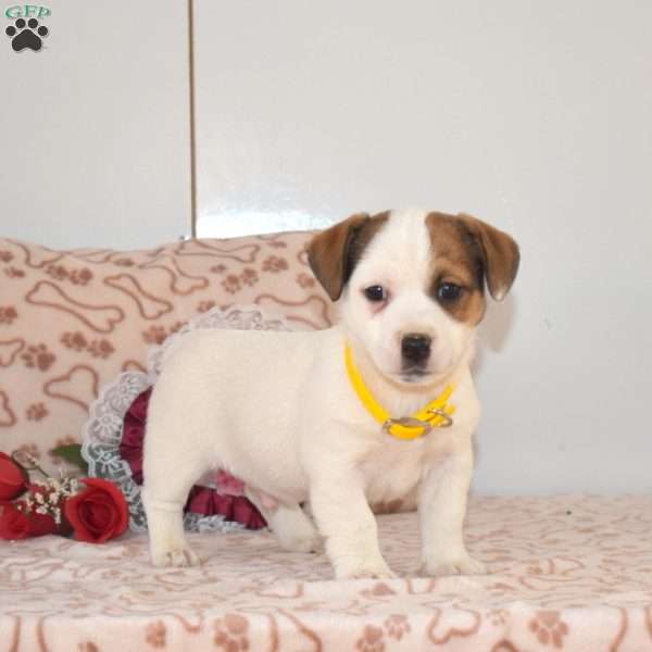 Shady, Jack Russell Terrier Puppy